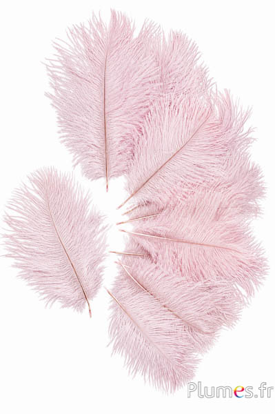Struzzo Bellies - 8-13 cm - rosa tenue-grigio chiaro
